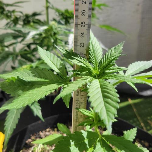 frosty "balkony" banger F4. Week 5