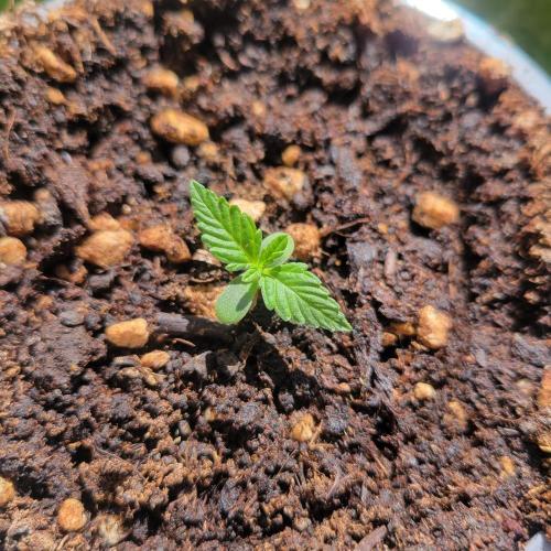 Afghan Pearl CBD outdoor. Week 1