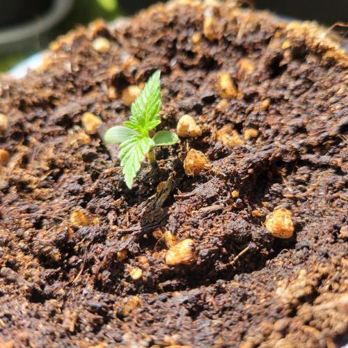 Afghan Pearl CBD outdoor. Week 1