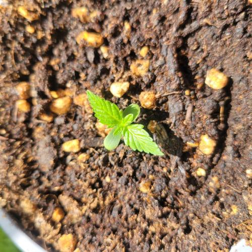 Afghan Pearl CBD outdoor. Week 1