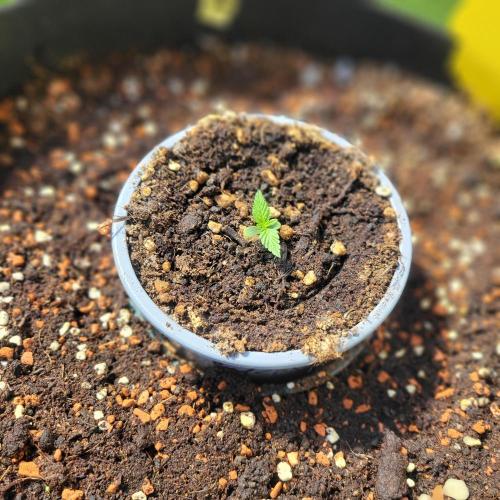 Afghan Pearl CBD outdoor. Week 1