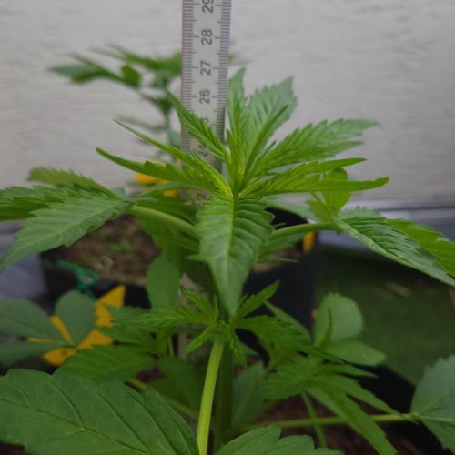 Gelato "balcony" Auto🍦. Week 4