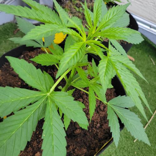 Gelato "balcony" Auto🍦. Week 4