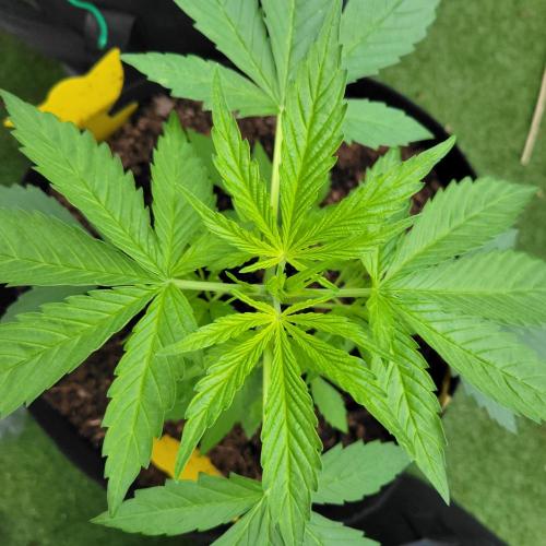 Gelato "balcony" Auto🍦. Week 4