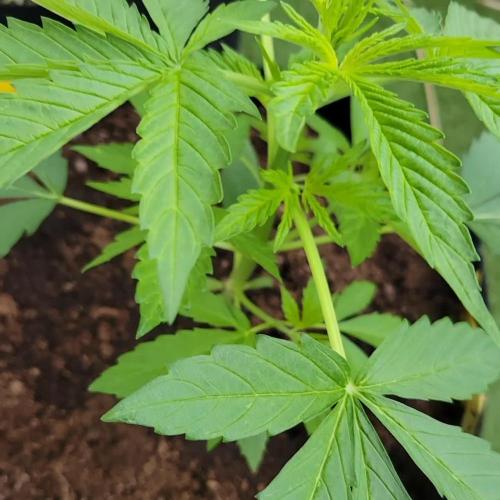 Gelato "balcony" Auto🍦