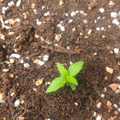 Afghan Pearl CBD outdoor. Week 2