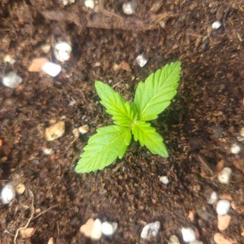 Afghan Pearl CBD outdoor. Week 2