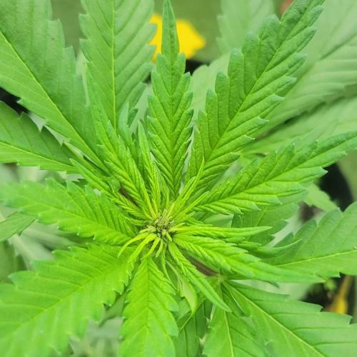 frosty "balkony" banger F4