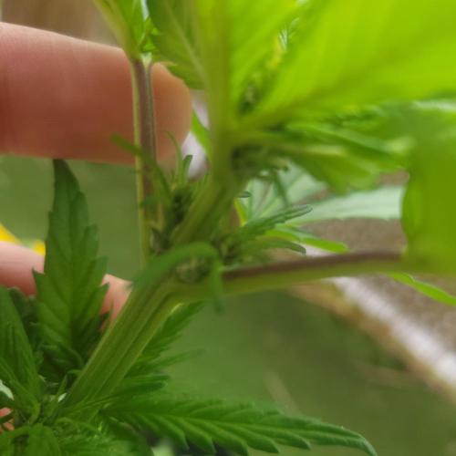 frosty "balkony" banger F4. Week 6