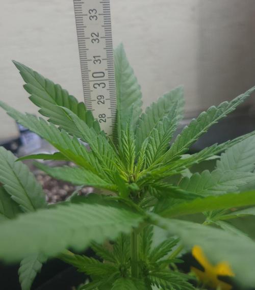 frosty "balkony" banger F4. Week 6
