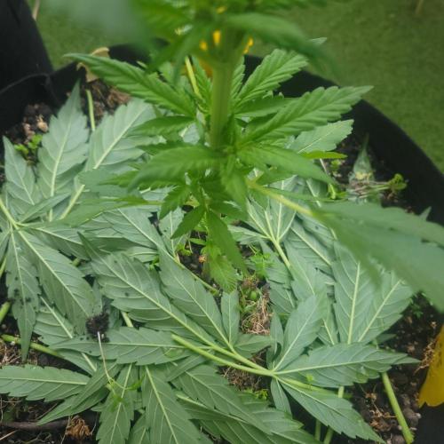 frosty "balkony" banger F4. Week 6