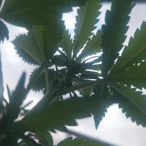 Frostbanger Auto. Week 6