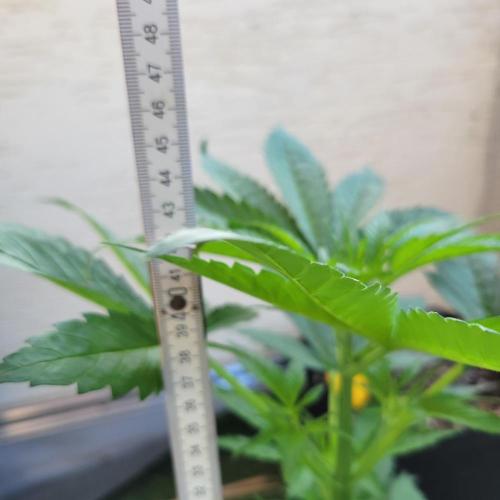 Gelato "balcony" Auto🍦. Week 5