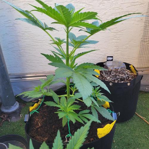 Gelato "balcony" Auto🍦. Week 5