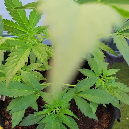Gelato "balcony" Auto🍦