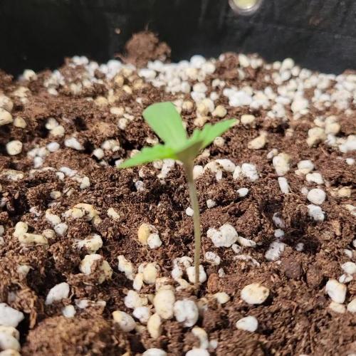 Guava Auto balcony 🌱
