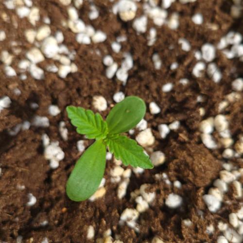 Guava Auto balcony 🌱. Week 0