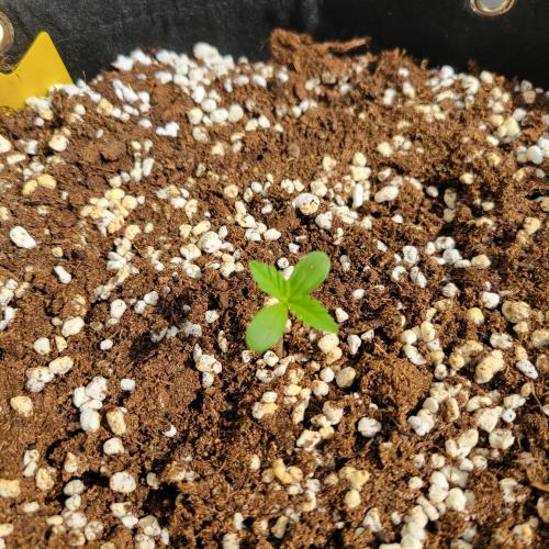 Guava Auto balcony 🌱. Week 0
