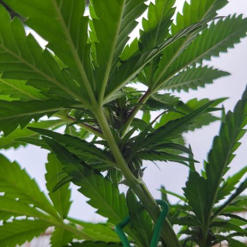 frosty "balkony" banger F4. Week 7