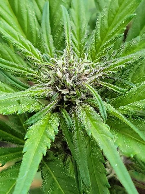 frosty "balkony" banger F4. Week 7