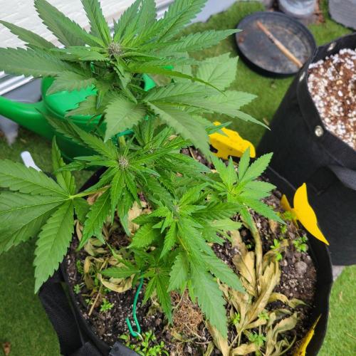 frosty "balkony" banger F4. Week 7