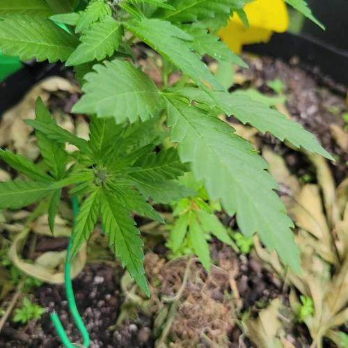 frosty "balkony" banger F4