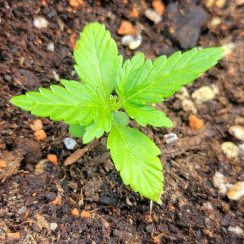 Afghan Pearl CBD outdoor. Week 3