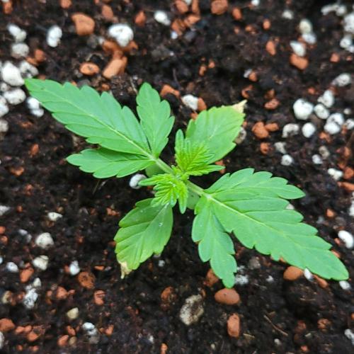 Afghan Pearl CBD outdoor. Week 3