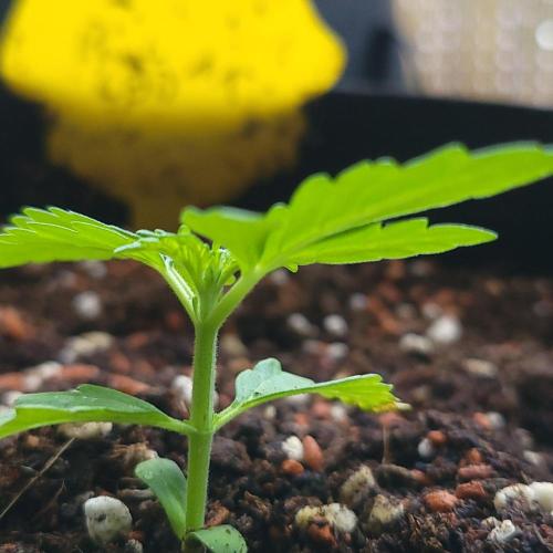 Afghan Pearl CBD outdoor. Week 3