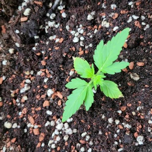 Afghan Pearl CBD outdoor