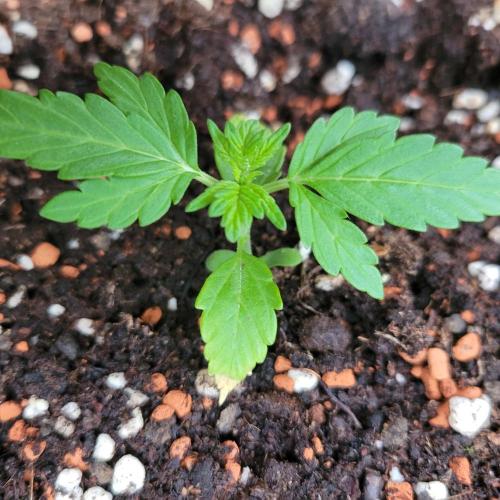 Afghan Pearl CBD outdoor. Week 3