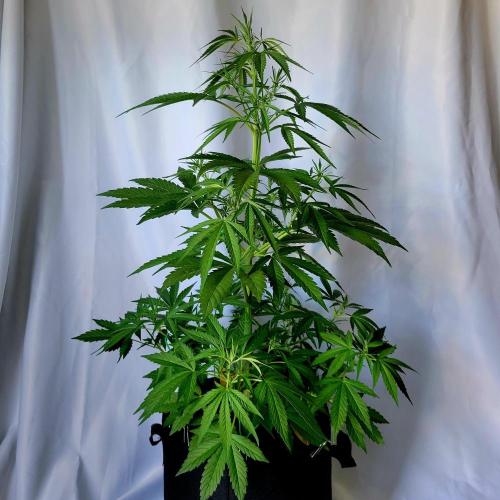 Gelato "balcony" Auto🍦. Week 6