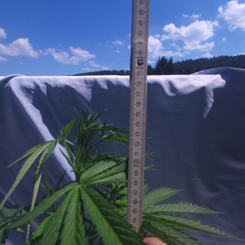 Gelato "balcony" Auto🍦. Week 6