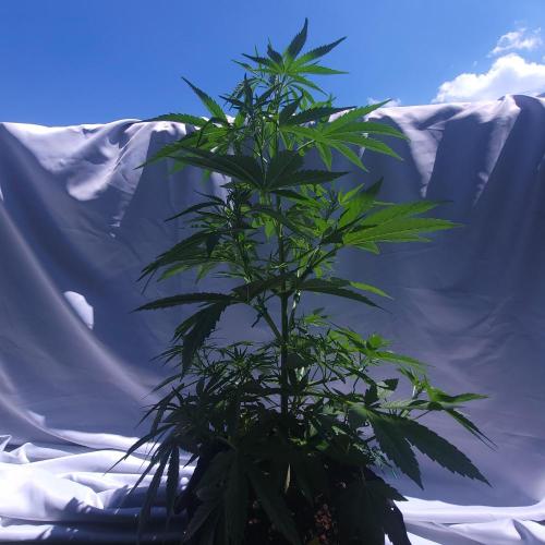 Gelato "balcony" Auto🍦. Week 6