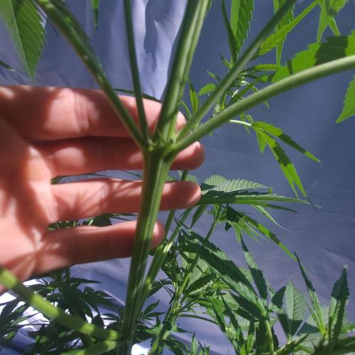 Gelato "balcony" Auto🍦. Week 6