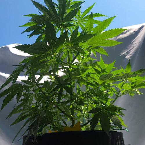 Gelato "balcony" Auto🍦. Week 6