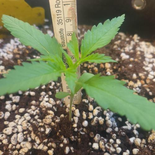 Guava Auto balcony 🌱. Week 1