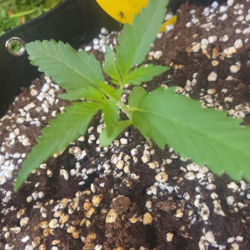 Guava Auto balcony 🌱. Week 1