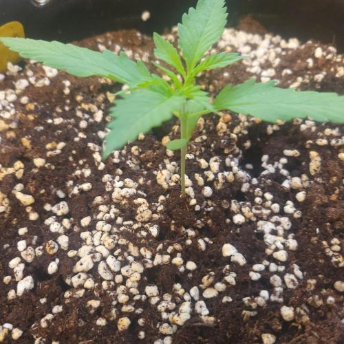 Guava Auto balcony 🌱. Week 1