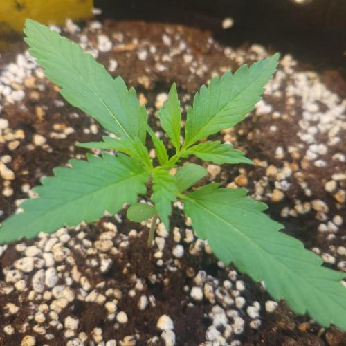 Guava Auto balcony 🌱. Week 1