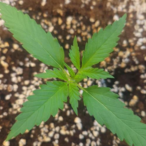 Guava Auto balcony 🌱. Week 1