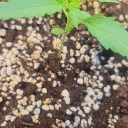 Guava Auto balcony 🌱