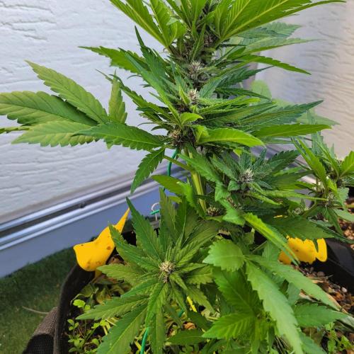 frosty "balkony" banger F4. Week 8