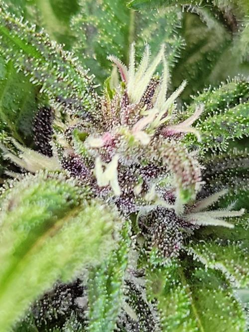 frosty "balkony" banger F4. Week 8