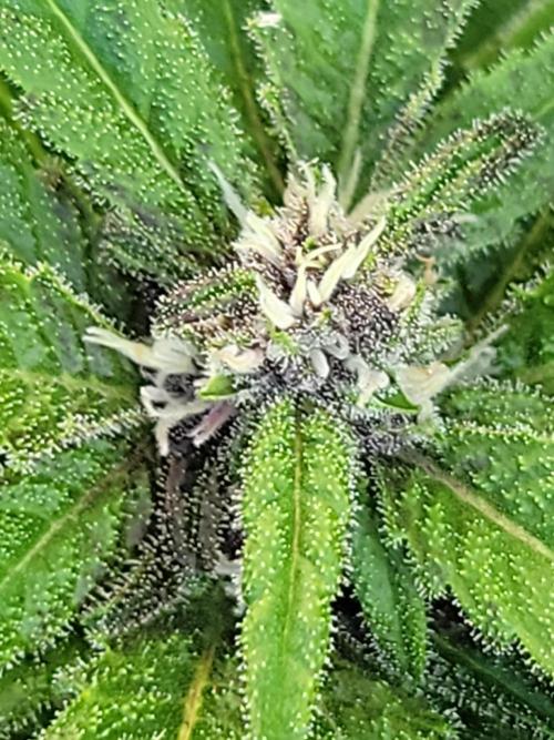 frosty "balkony" banger F4. Week 8