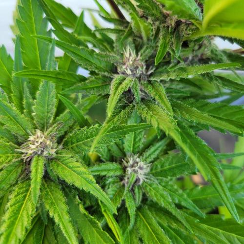 frosty "balkony" banger F4. Week 8