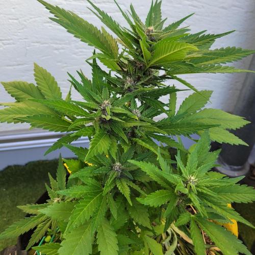 frosty "balkony" banger F4. Week 8