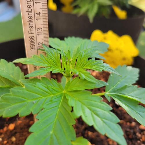 Afghan Pearl CBD outdoor. Week 4