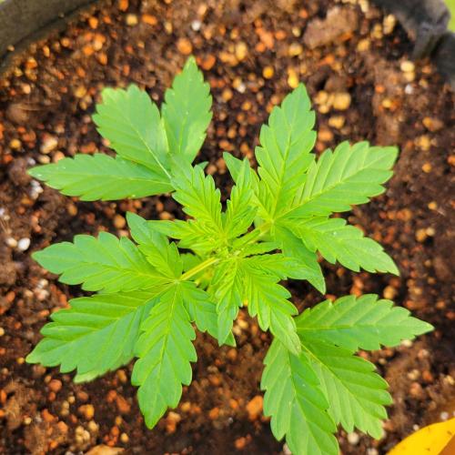 Afghan Pearl CBD outdoor. Week 4