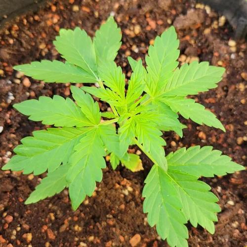 Afghan Pearl CBD outdoor